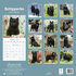 Schipperke_