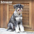 Schnauzer_