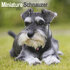 Miniature Schnauzer_