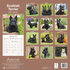 Scottish Terrier_