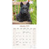 Scottish Terrier_