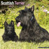 Scottish Terrier_