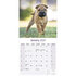 Shar Pei_