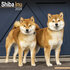 Shiba Inu_