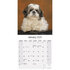 Shih Tzu_