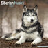 Siberian Husky_