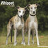 Whippet_