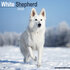 White Shepherd_