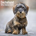 Dachshund Wire Haired_