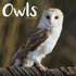 Owls_