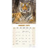 Tigers_