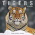 Tigers_