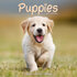 Puppies_