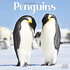 Penguins_