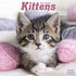 Kittens_