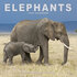 Elephants_