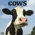 Cows_