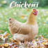 Chickens_