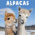 Alpacas_