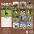 Alpacas_